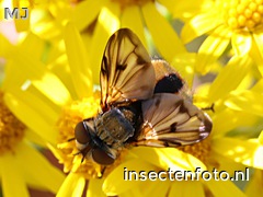 ectophasia crassipennis